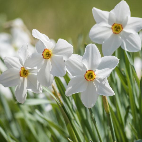 Daffodil Bulbs - Pheasants Eye